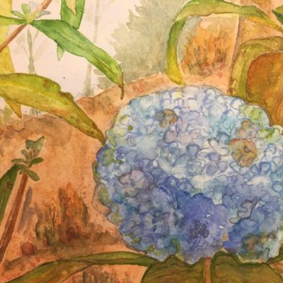 Blue Hydrangea