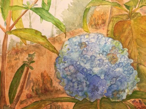 Blue Hydrangea