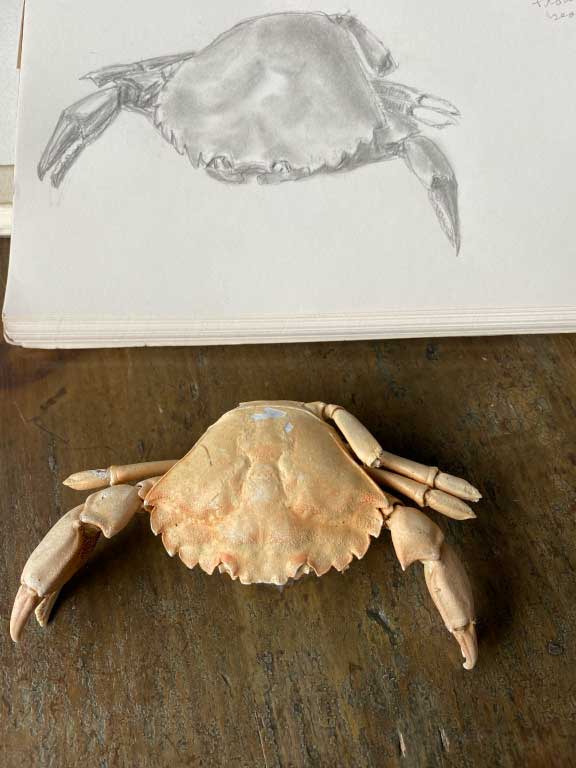 Evy-Trip-to-Maine-IMG-2721-Evy-drawing-of-crab-body-