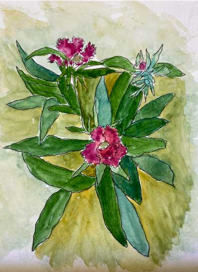 Evy-Okerstrom-Hub-Class-Observing-Plants-Dianthus