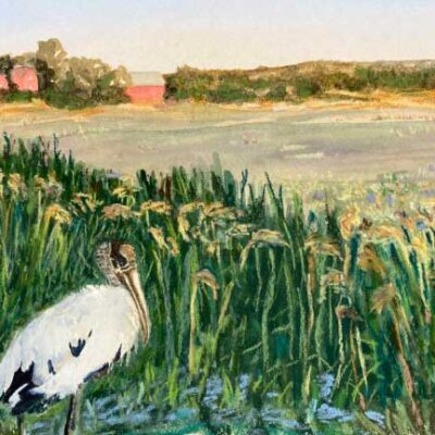 "Wood Stork"