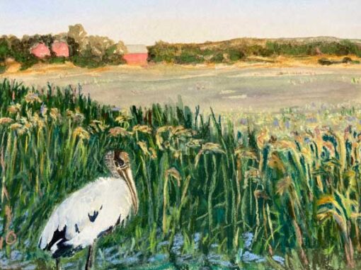 "Wood Stork"