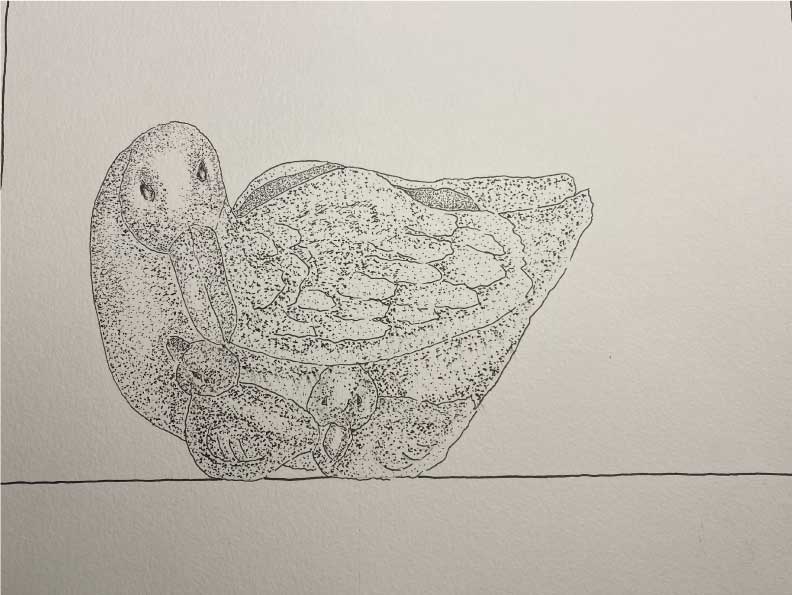 duck